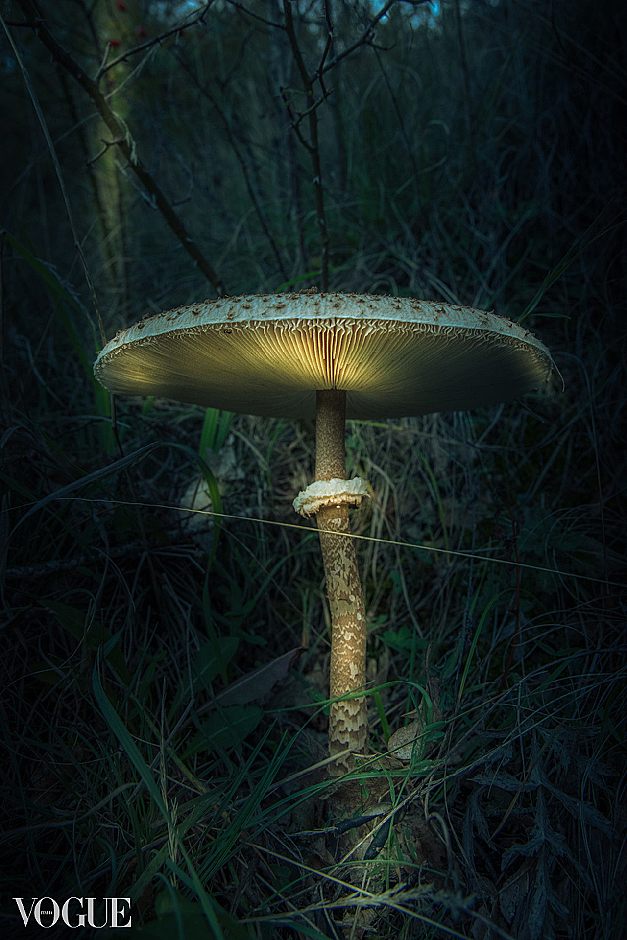 product photography mushroom vogue